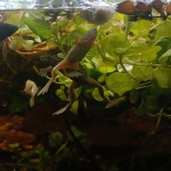 Creeping Jenny Fully Aquatic Cuttings