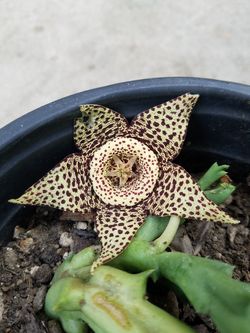 Succulent