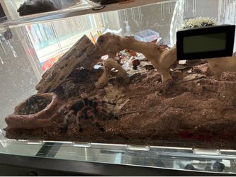 Tarantula Tank with  decor