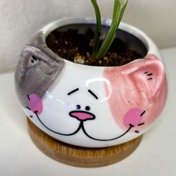 Variegated Scindapsus In Cat 🐈 Pot