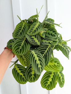 Lemon Lime Maranta Plant 6" Pot - Indoor House Plants