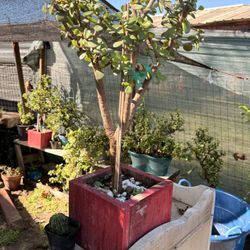 Bonsai Tree