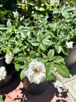 White Roses