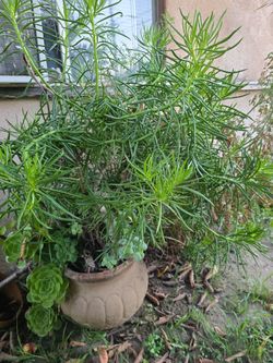 Plantas . Suculentas y sabilas