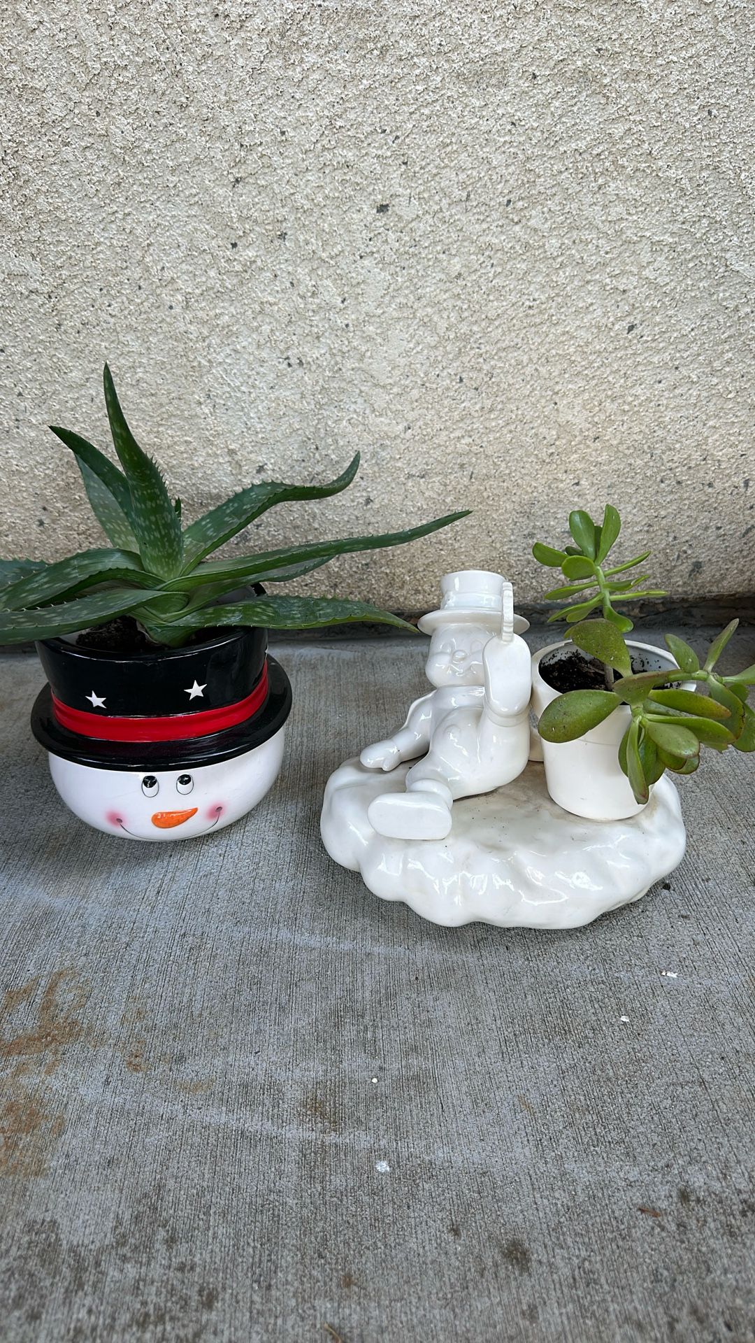 Succulents Both For $ 5.00