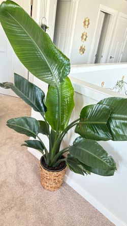 XL size bird of paradise houseplant