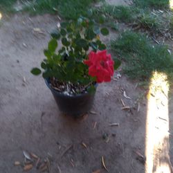 Mini Rose Plant $8