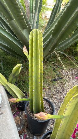 Peruvian Apple Cactus