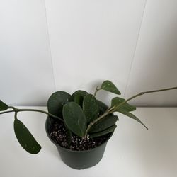 Hoya Obovata 