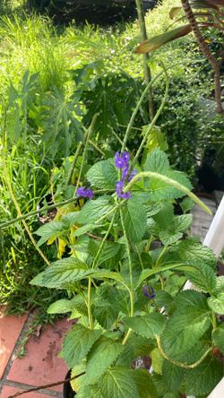Plant