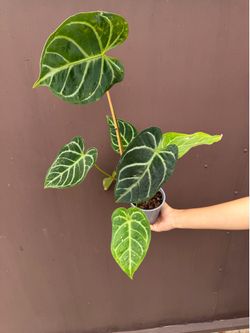 5” anthurium regale