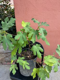 Arbol de higo ya tiene fruto