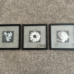 3 Black & White Floral Pictures