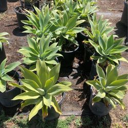 Plants 