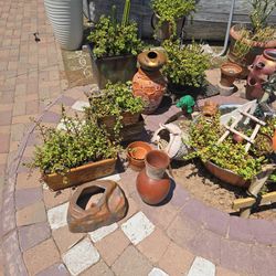 Cacti,Succulents, Plants