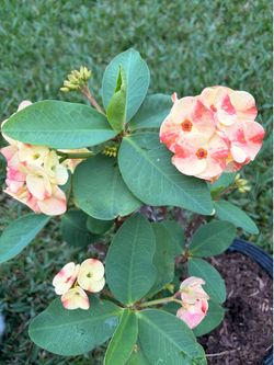 Crown of thorns