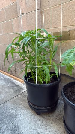 Water Spinach (English), Ong Choy (Chinese), Kangkong (Tagalog)