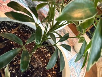 Dwarf Umbrella Plant (Schefflera arboricola), a tropical houseplant recognized for its glossy, umbrella-shaped leaf clusters