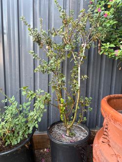 Oak Tree