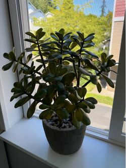 Faux Jade Plant
