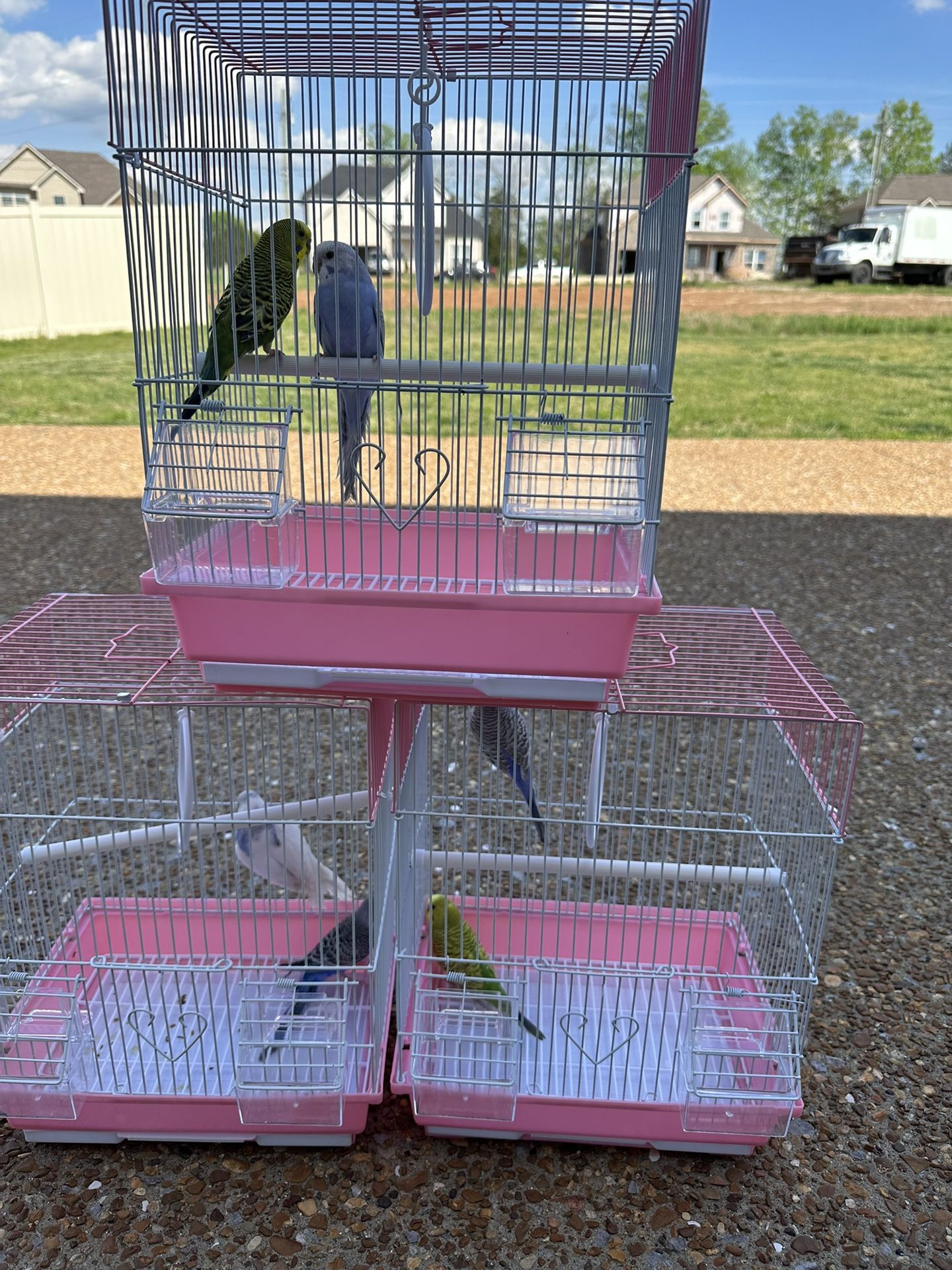 Bird Cage