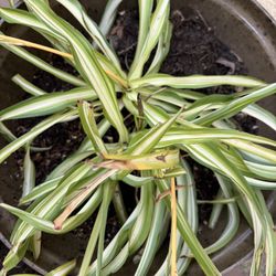 Big Spider Plant 7 Dollars 