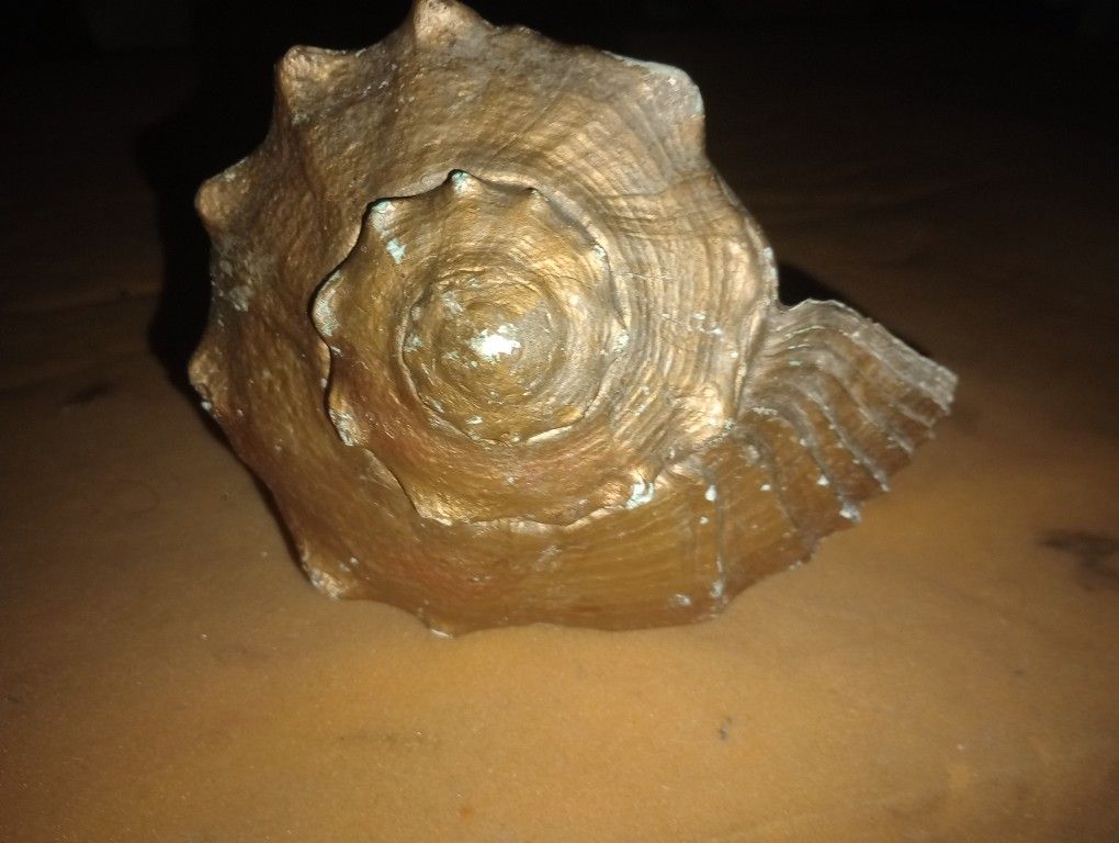 Sea Shell Extra Large