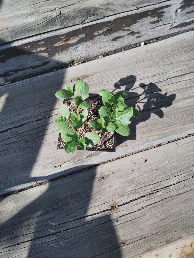 Watermelon Plants
