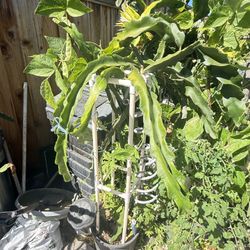 Organic Dragon Fruits Plant Wit Trellis 