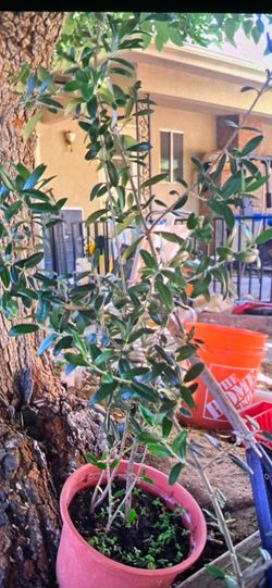 $35 each 3 foot tone Olive trees  multiple trunks $35 each 3 foot to