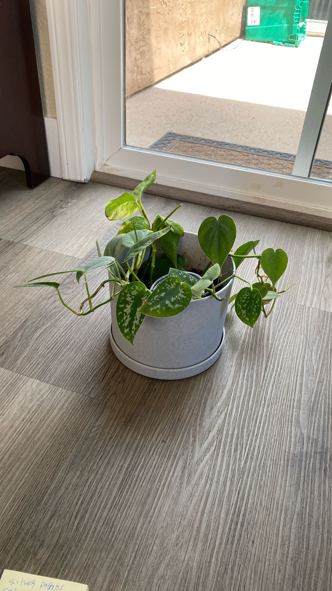 Silver Pothos, Cebu Blue, And Pothos Three Plants In Some Pot Pick Up Only