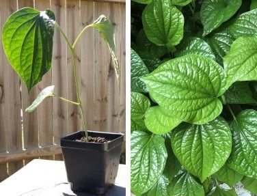 Vietnamese Piper Lolot Leaves Betel Leaf Plant