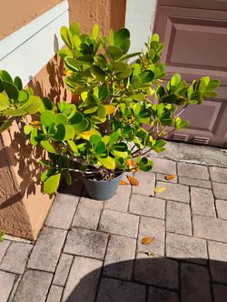 Potted Plants For $25