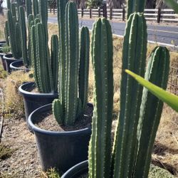 San Pedro Cactus & Apple Cactus & Succulents 