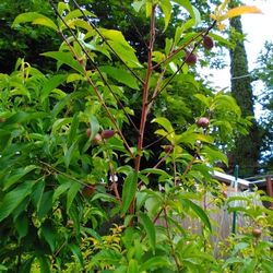 All Organic Fruit Tree Over 5F Tall $58 Each Pot , Peach, Nectarine, Calamansi, Cherry, Avocado 