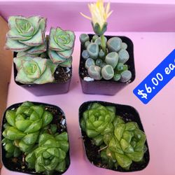 PLANT SALE $2 $5 $6 SATURDAY IN SAN LORENZO  SATURDAY  1PM TO 5PM
Aoeniums. Succulents. Tons of selections
Great prices. 
Come check it out. 
Saturday
