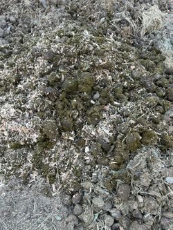 FREE Horse manure