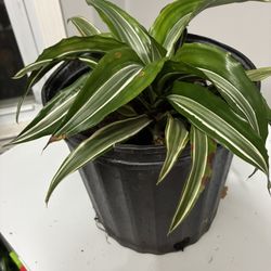 Lemon lime Dracaena
