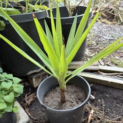 Green Yucca Plant