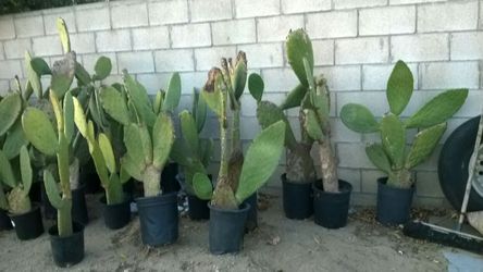 Nopal