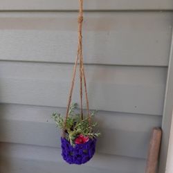 Little Hanging Succulent