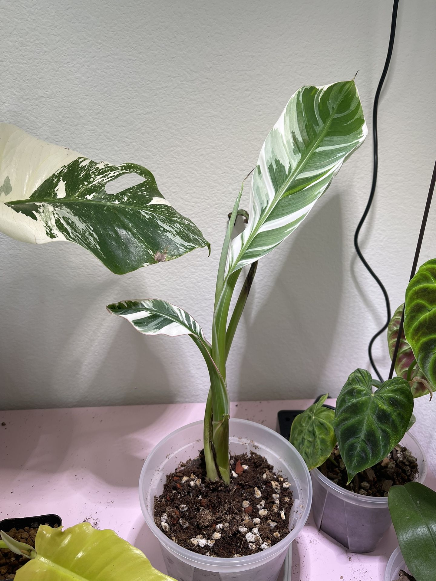 Musa Aeae Florida Variegated Banana Tree