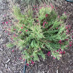 Salvia greggi Pink 