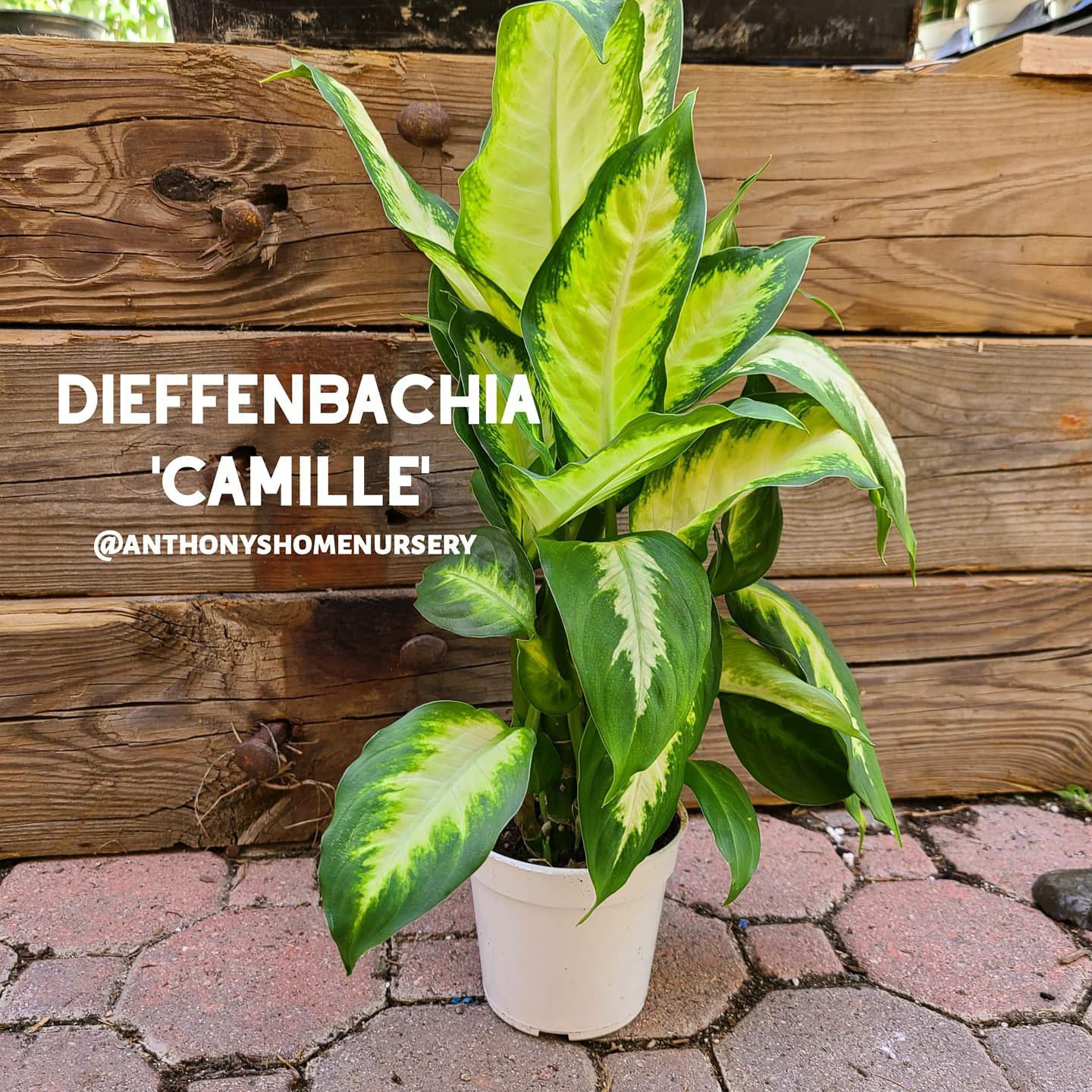 'Dumb Cane' Dieffenbachia Camille Indoor Plant