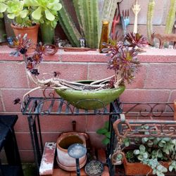 Black Aeonium In Green Ceramic Pot Succukent