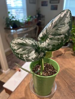 Scindapsus Pictus Silver Splash Pothos Plant
