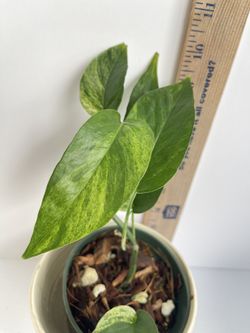 Epipremnum Pinnatum Mint 