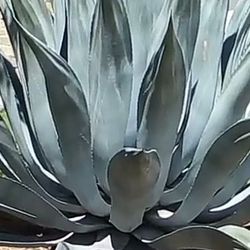 Super Size Agave Plant