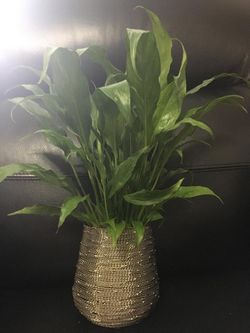 Peace lily in silver vase ❤️