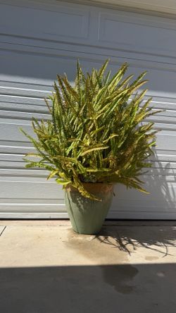 Kimberly queen fern plant